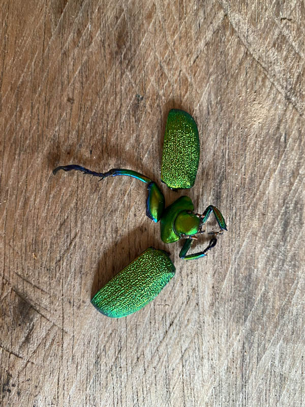 Akitai Awajun - Image 3