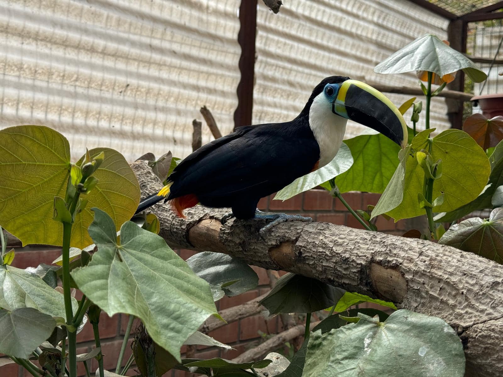 Akitai Awajun - Image 4