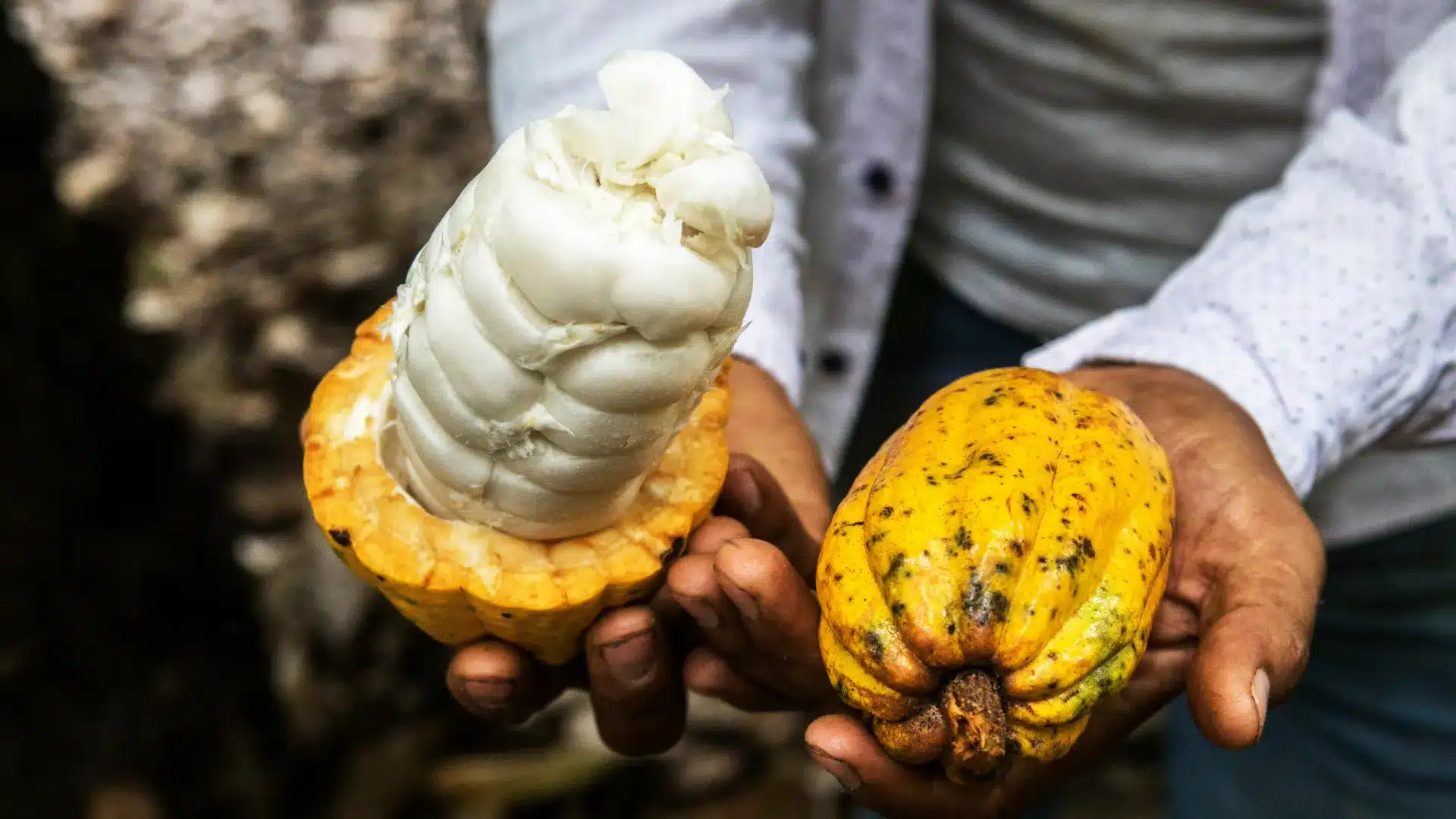 cacao